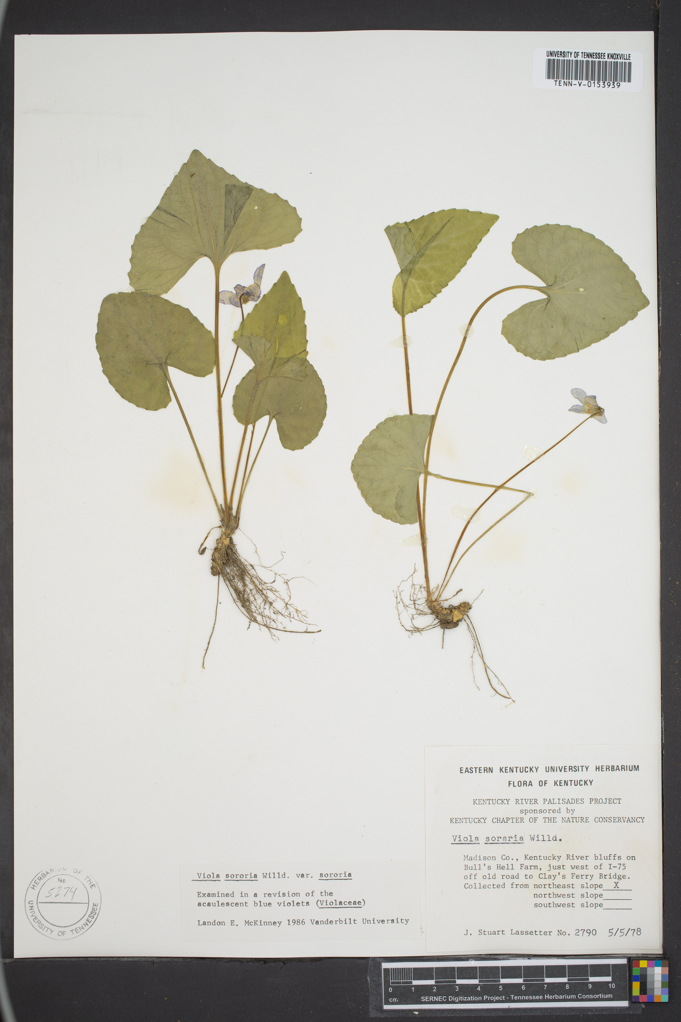 Viola sororia var. sororia image