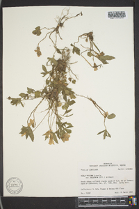 Viola triloba var. dilatata image