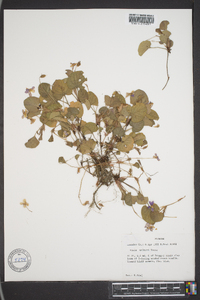 Viola walteri image