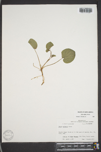 Viola walteri image