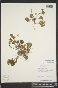 Viola walteri image