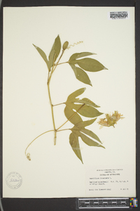 Passiflora incarnata image