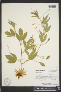 Passiflora incarnata image