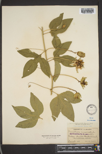 Passiflora incarnata image