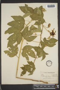 Passiflora incarnata image