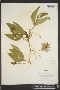 Passiflora incarnata image