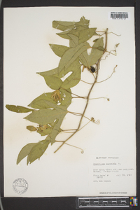 Passiflora incarnata image