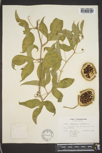 Passiflora incarnata image