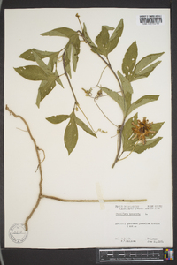 Passiflora incarnata image