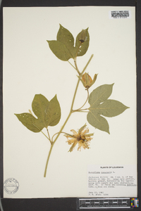 Passiflora incarnata image