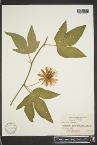 Passiflora incarnata image