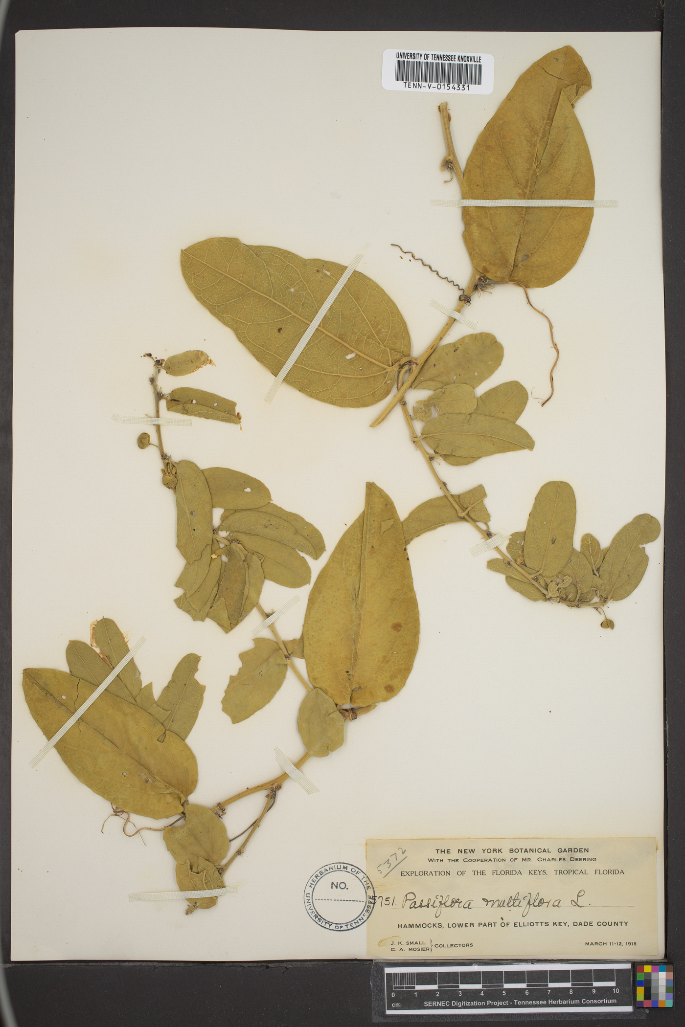 Passiflora multiflora image