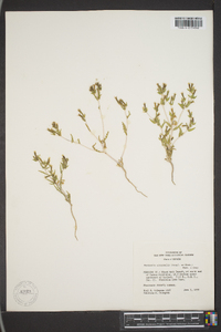 Mentzelia albicaulis image