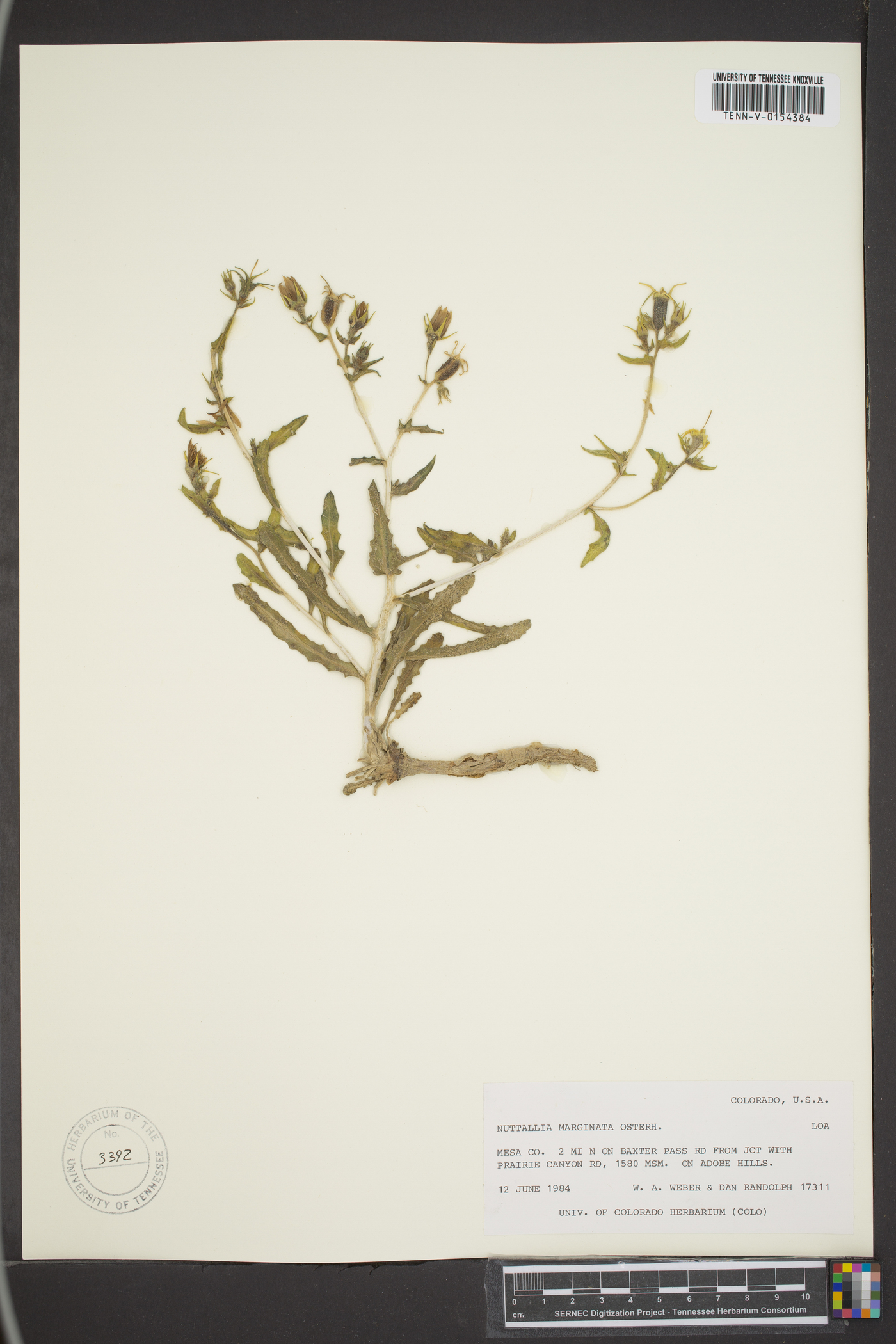 Mentzelia marginata image