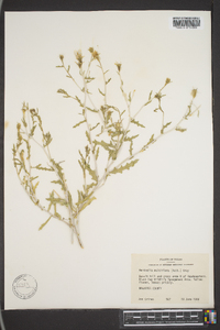 Mentzelia multiflora var. multiflora image