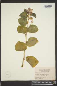 Begonia semperflorens image
