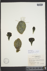 Opuntia cespitosa image