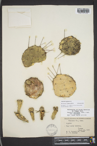 Opuntia cespitosa image