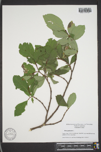Dirca palustris image
