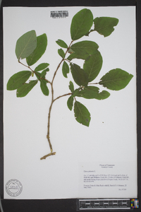 Dirca palustris image