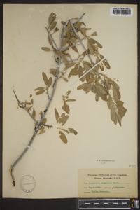 Shepherdia argentea image