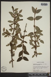 Shepherdia canadensis image