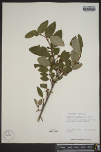 Shepherdia canadensis image