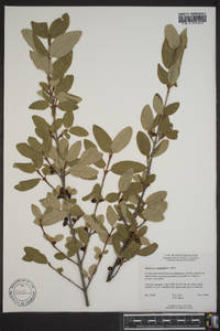 Shepherdia canadensis image