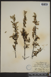 Shepherdia canadensis image