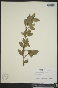 Shepherdia canadensis image