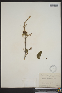 Shepherdia canadensis image