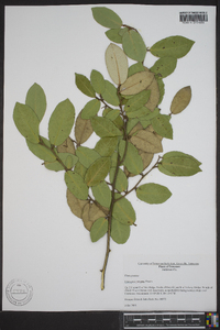 Elaeagnus pungens image