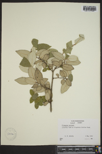 Elaeagnus pungens image