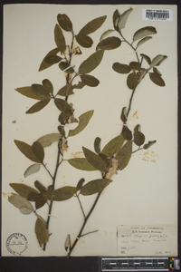 Elaeagnus pungens image