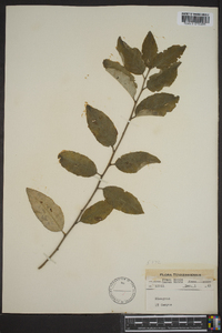 Elaeagnus pungens image