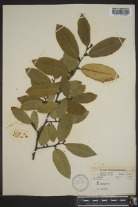 Elaeagnus pungens image