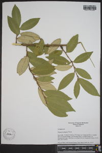 Elaeagnus pungens image