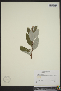 Elaeagnus pungens image