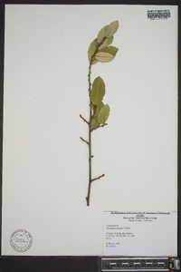 Elaeagnus pungens image