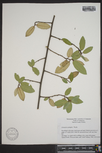 Elaeagnus pungens image