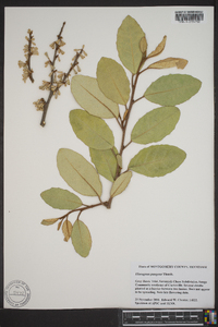 Elaeagnus pungens image