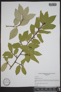 Elaeagnus pungens image