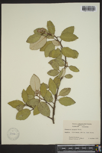 Elaeagnus pungens image