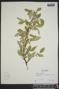 Elaeagnus umbellata image