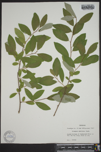 Elaeagnus umbellata image