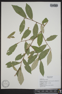 Elaeagnus umbellata image