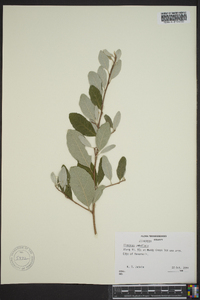 Elaeagnus umbellata image