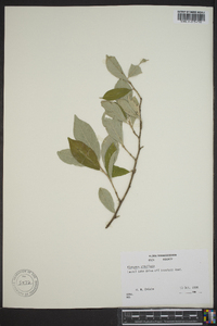 Elaeagnus umbellata image