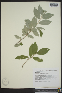 Elaeagnus umbellata image