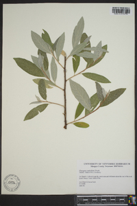 Elaeagnus umbellata image